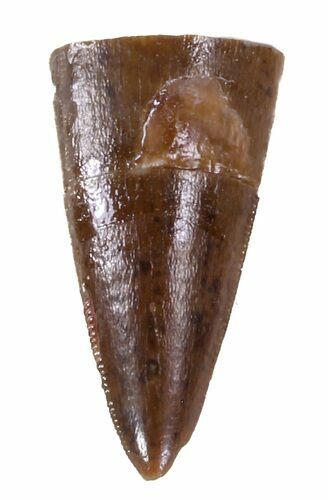 Triassic Phytosaur Anterior Tooth - Arizona #62406